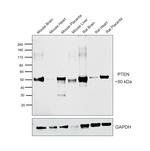 PTEN Antibody in Western Blot (WB)