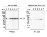 PTEN Antibody in Western Blot (WB)