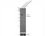 PTEN Antibody in Western Blot (WB)