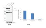 PERK Antibody in Western Blot (WB)