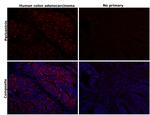 Pericentrin Antibody in Immunohistochemistry (Paraffin) (IHC (P))