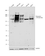 Pericentrin Antibody in Western Blot (WB)