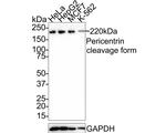 Pericentrin Antibody in Western Blot (WB)