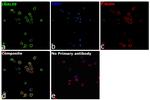 Galectin 9 Antibody in Immunocytochemistry (ICC/IF)