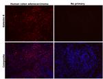 Galectin 9 Antibody in Immunohistochemistry (Paraffin) (IHC (P))