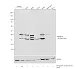 Galectin 9 Antibody in Western Blot (WB)