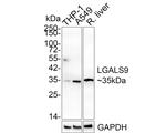 Galectin 9 Antibody in Western Blot (WB)