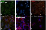 TRIM21 Antibody in Immunocytochemistry (ICC/IF)