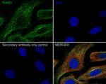 TRIM21 Antibody in Immunocytochemistry (ICC/IF)