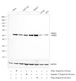 TRIM21 Antibody