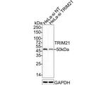 TRIM21 Antibody in Western Blot (WB)