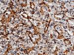 ICAM-2 Antibody in Immunohistochemistry (Paraffin) (IHC (P))