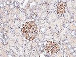 ICAM-2 Antibody in Immunohistochemistry (Paraffin) (IHC (P))