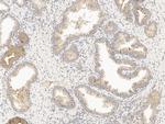 GDF15 Antibody in Immunohistochemistry (Paraffin) (IHC (P))