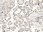 GDF15 Antibody in Immunohistochemistry (Paraffin) (IHC (P))