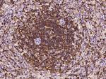 IL-16 Antibody in Immunohistochemistry (Paraffin) (IHC (P))