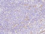 CD162 Antibody in Immunohistochemistry (Paraffin) (IHC (P))