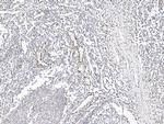 IL-33 Antibody in Immunohistochemistry (Paraffin) (IHC (P))