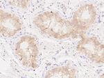 AMH Antibody in Immunohistochemistry (Paraffin) (IHC (P))