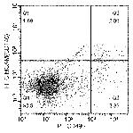 CD146 Antibody in Flow Cytometry (Flow)