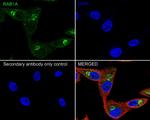 RAB1A Antibody in Immunocytochemistry (ICC/IF)