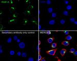 RAB1A Antibody in Immunocytochemistry (ICC/IF)