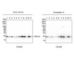 RAB1A Antibody in Western Blot (WB)