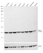 RAB1A Antibody in Western Blot (WB)