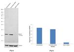 RAB1A Antibody in Western Blot (WB)