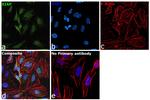 XIAP Antibody in Immunocytochemistry (ICC/IF)