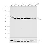 XIAP Antibody in Western Blot (WB)