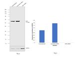 XIAP Antibody in Western Blot (WB)