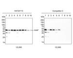 XIAP Antibody in Western Blot (WB)