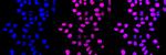 PLA2G2A Antibody in Immunocytochemistry (ICC/IF)