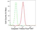 Caspase 7 Antibody in Flow Cytometry (Flow)