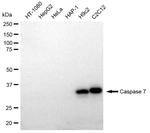 Caspase 7 Antibody in Western Blot (WB)