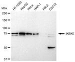 IKK epsilon Antibody in Western Blot (WB)