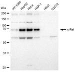 c-Rel Antibody in Western Blot (WB)