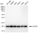 COPS8 Antibody in Western Blot (WB)