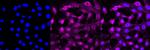 AKT Pan Antibody in Immunocytochemistry (ICC/IF)