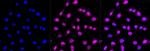 FADD Antibody in Immunocytochemistry (ICC/IF)