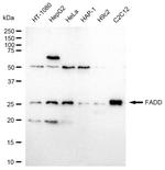 FADD Antibody in Western Blot (WB)