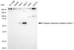 CRMP1 Antibody in Western Blot (WB)