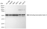 ATF4 Antibody in Western Blot (WB)