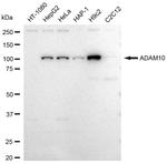 ADAM10 Antibody in Western Blot (WB)