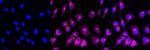 ADAMTS13 Antibody in Immunocytochemistry (ICC/IF)