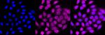 JARID2 Antibody in Immunocytochemistry (ICC/IF)