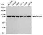 Tensin 4 Antibody in Western Blot (WB)