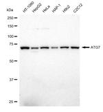 ATG7 Antibody in Western Blot (WB)