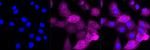 ANGPTL3 Antibody in Immunocytochemistry (ICC/IF)